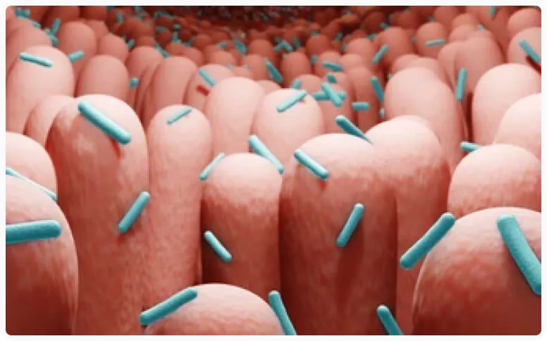Illustration of rebalancing gut flora in the second month